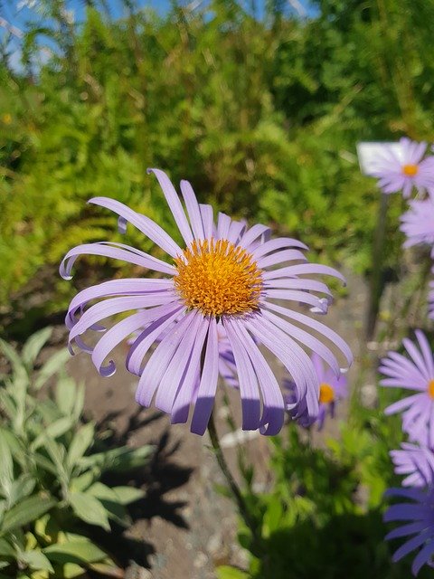 Free download Flower Purple Plants -  free photo or picture to be edited with GIMP online image editor