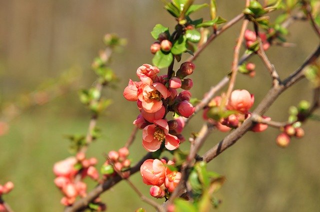 Free download Flower Quince Spring -  free photo or picture to be edited with GIMP online image editor