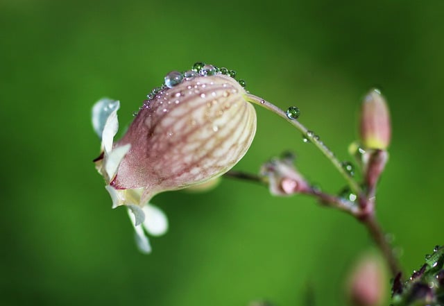 Free download flower raindrops dewdrops free picture to be edited with GIMP free online image editor