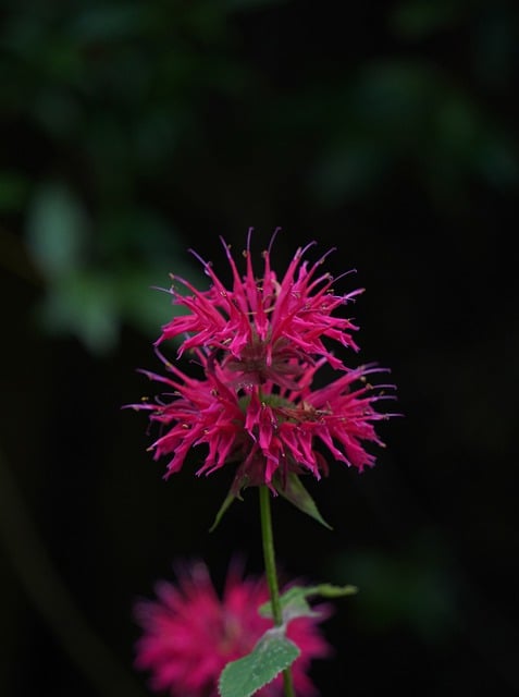 Free download flower red bergamot pink monarda free picture to be edited with GIMP free online image editor