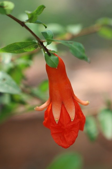 ດາວໂຫຼດຟຣີ Flower Red Drop - ຮູບພາບຫຼືຮູບພາບທີ່ບໍ່ເສຍຄ່າເພື່ອແກ້ໄຂດ້ວຍຕົວແກ້ໄຂຮູບພາບອອນໄລນ໌ GIMP