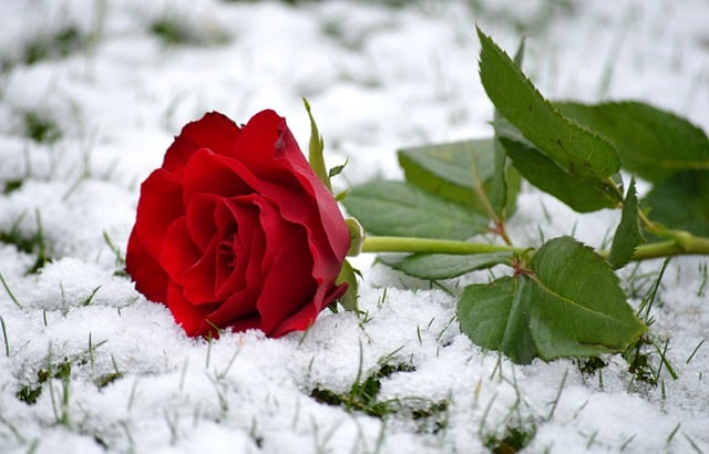 Free download flower red rose snow grass winter free picture to be edited with GIMP free online image editor