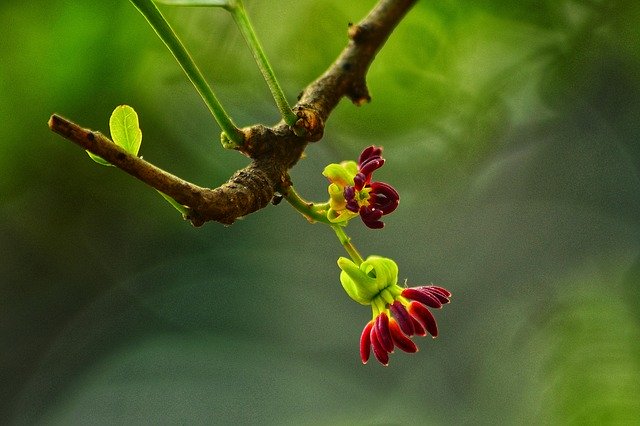 Free download Flower Red Tree -  free photo or picture to be edited with GIMP online image editor