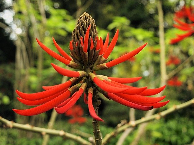 Free download Flower Red Tropical -  free photo or picture to be edited with GIMP online image editor