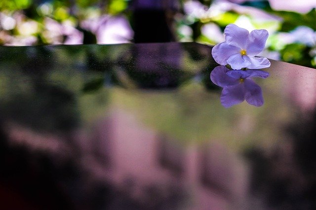 Free download Flower Reflection Bloom -  free photo or picture to be edited with GIMP online image editor