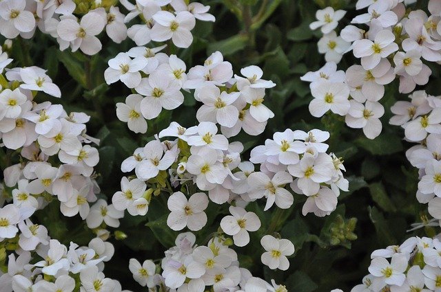 Free download Flower Rockery Garden -  free photo or picture to be edited with GIMP online image editor