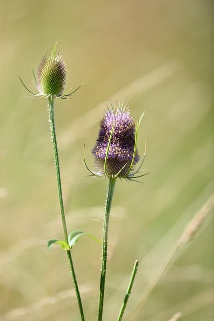 Free download flower rod botany bloom blossom free picture to be edited with GIMP free online image editor