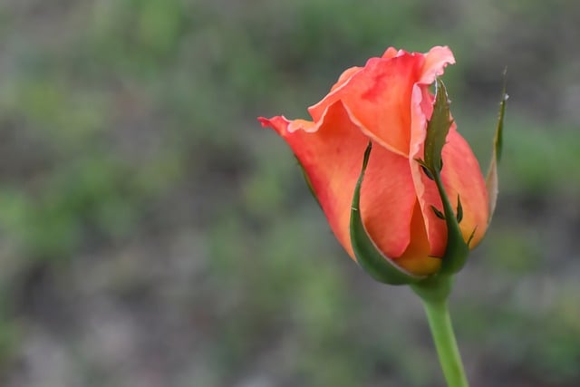 Free download flower rose botany orange rose free picture to be edited with GIMP free online image editor