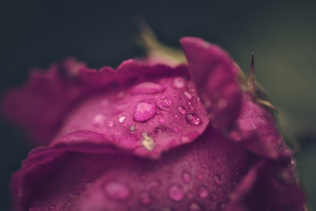 Free download flower rose droplets rain macro free picture to be edited with GIMP free online image editor