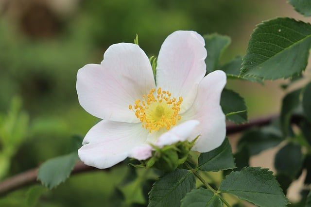 Free download flower rosehip petals spring flora free picture to be edited with GIMP free online image editor