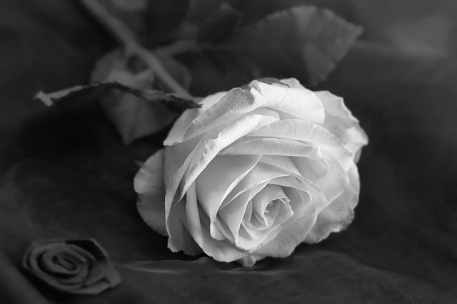 Free download flower rose monochrome greeting free picture to be edited with GIMP free online image editor