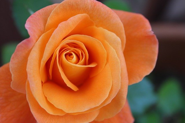 Free download Flower Rose Orange -  free photo or picture to be edited with GIMP online image editor