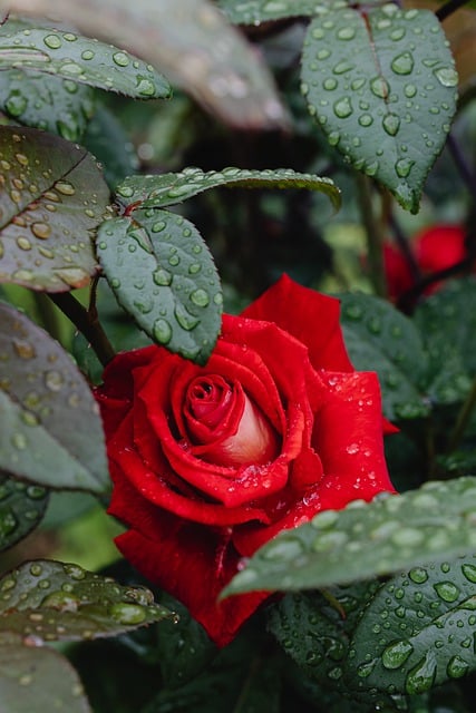 Free download flower rose petals dew drops rain free picture to be edited with GIMP free online image editor