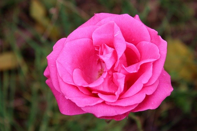 Free download Flower Rose Pink -  free photo or picture to be edited with GIMP online image editor