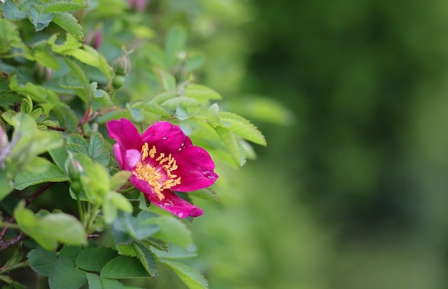 Free download flower rose plant garden dog rose free picture to be edited with GIMP free online image editor