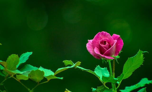 Free download flower rose plant green pink free picture to be edited with GIMP free online image editor