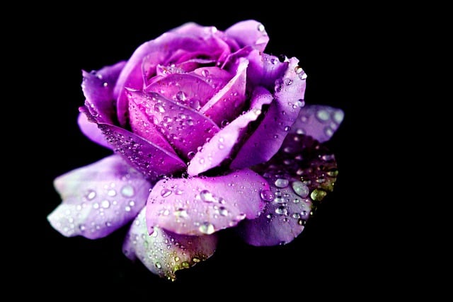 Free download flower rose purple flora nature free picture to be edited with GIMP free online image editor