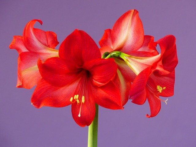 Free download Flowers Amaryllis Blossom -  free photo or picture to be edited with GIMP online image editor