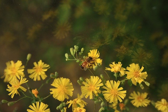 Free download Flowers And Bees Their Pink -  free photo or picture to be edited with GIMP online image editor