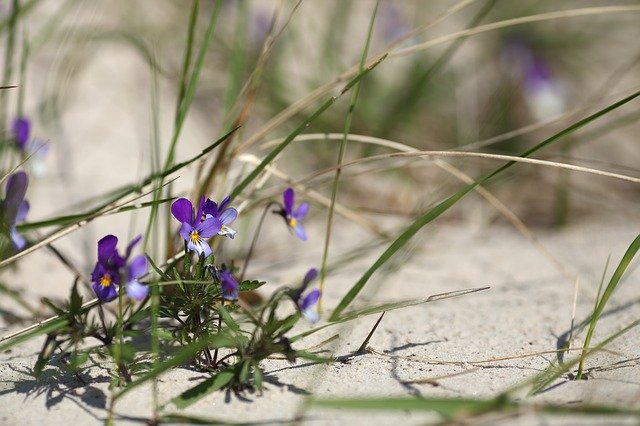 Free download Flower Sand Grass -  free photo or picture to be edited with GIMP online image editor