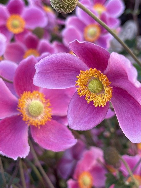 Free download flowers anemone blossom bloom free picture to be edited with GIMP free online image editor