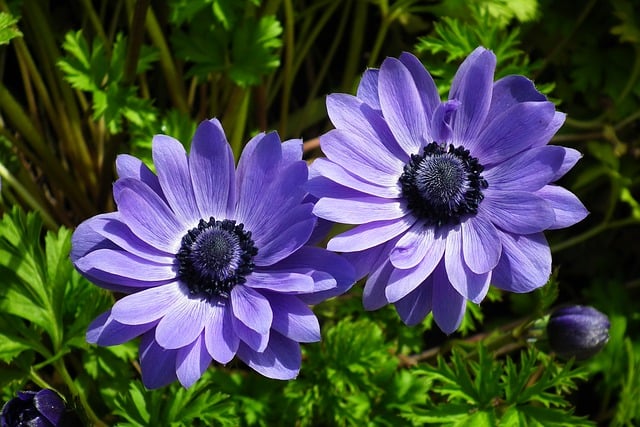 Free download flowers anemones botany bloom free picture to be edited with GIMP free online image editor