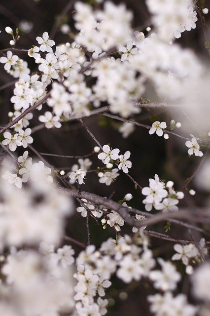 Free download Flowers Apple Tree White -  free photo or picture to be edited with GIMP online image editor