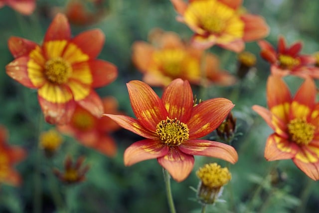 Free download flowers asteracea garden orange free picture to be edited with GIMP free online image editor