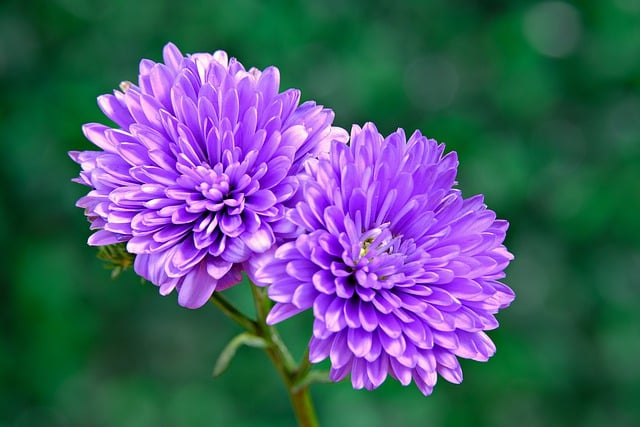 Free download flowers aster purple flowers garden free picture to be edited with GIMP free online image editor