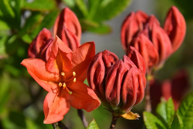 Free download flowers azalea rhododendron plant free picture to be edited with GIMP free online image editor