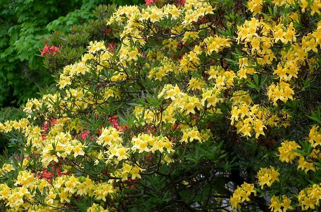 Free download flowers azaleas garden flora free picture to be edited with GIMP free online image editor