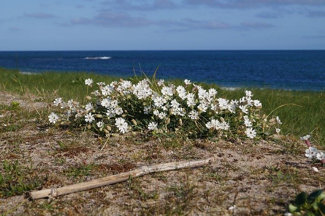 Free download Flowers Beach Sea -  free photo or picture to be edited with GIMP online image editor