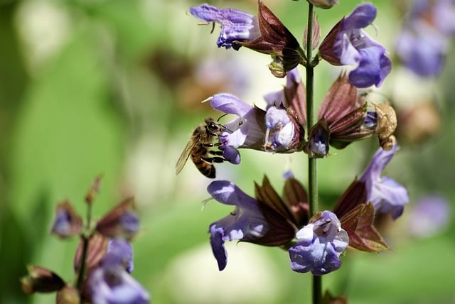 Free download flowers bee petals spring flora free picture to be edited with GIMP free online image editor