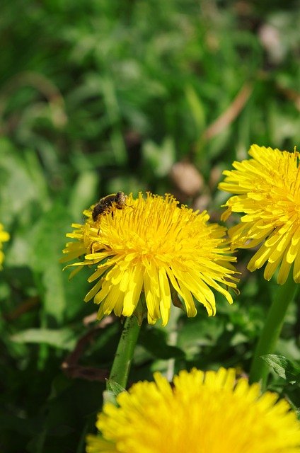 Free download flowers bee pollination insect free picture to be edited with GIMP free online image editor