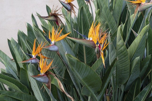 Free download Flowers Birds Of Paradise Exotic -  free photo or picture to be edited with GIMP online image editor