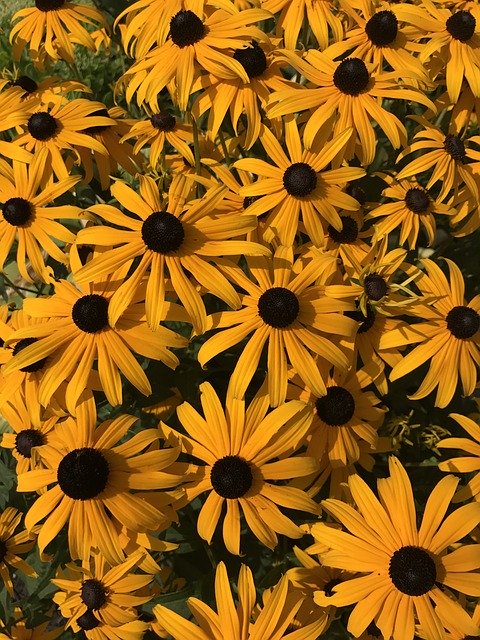 Free download Flowers Black-Eyed Susan Yellow -  free photo or picture to be edited with GIMP online image editor