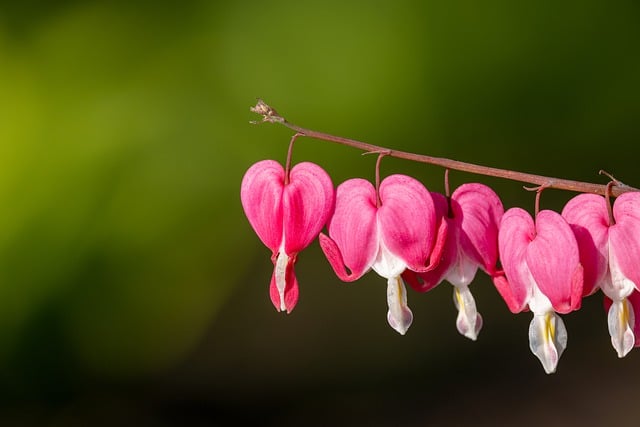 Free download flowers bleeding heart hd wallpaper free picture to be edited with GIMP free online image editor