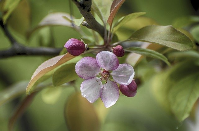 Free download Flowers Blooming Apple -  free photo or picture to be edited with GIMP online image editor