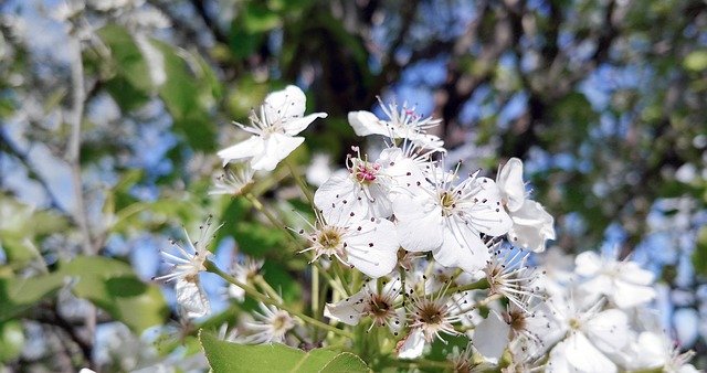 Free download Flowers Blooming Tree -  free photo or picture to be edited with GIMP online image editor