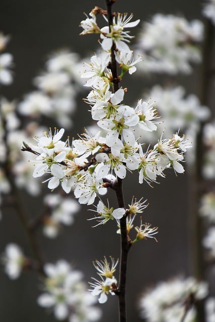 Free download flowers blossom bloom branch free picture to be edited with GIMP free online image editor