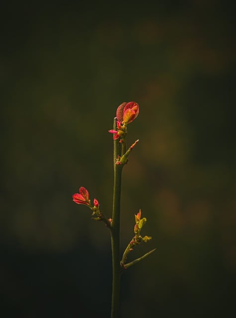 Free download flowers blossom buds flora botany free picture to be edited with GIMP free online image editor