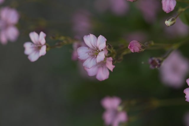 Free download flowers blossoms close up free picture to be edited with GIMP free online image editor