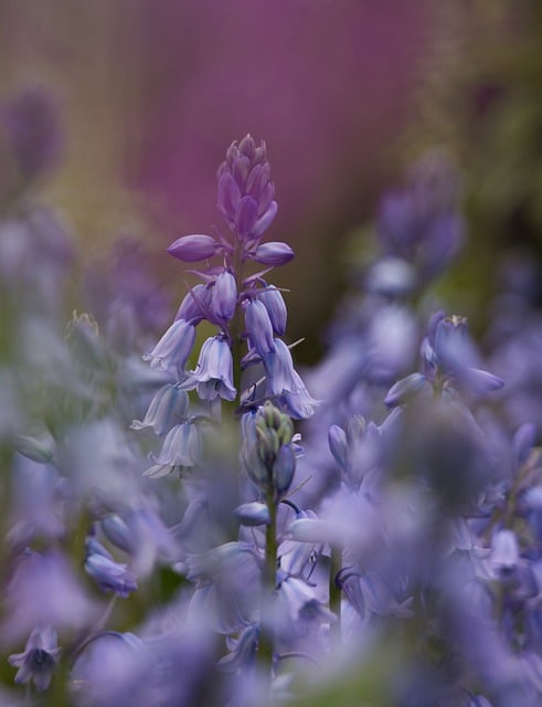 Free download flowers bluebell plants free picture to be edited with GIMP free online image editor