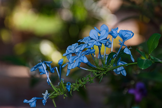 Free download flowers blue flowers garden nature free picture to be edited with GIMP free online image editor