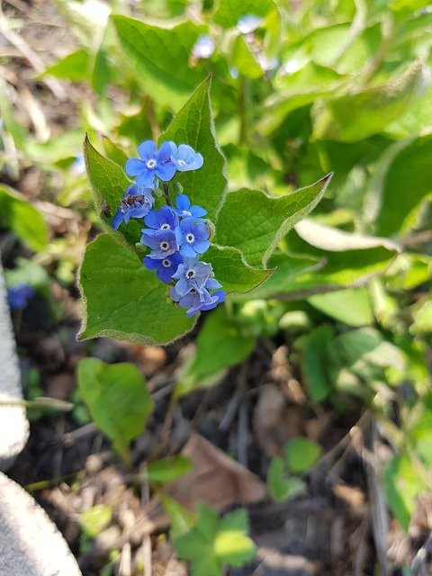 Free download Flowers Blue Garden -  free photo or picture to be edited with GIMP online image editor