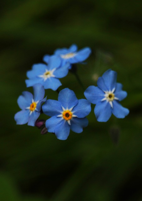 Free download flowers blue grass small flowers free picture to be edited with GIMP free online image editor