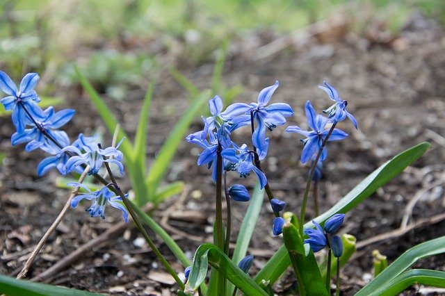 Free download Flowers Blue Spring Close Up -  free photo or picture to be edited with GIMP online image editor