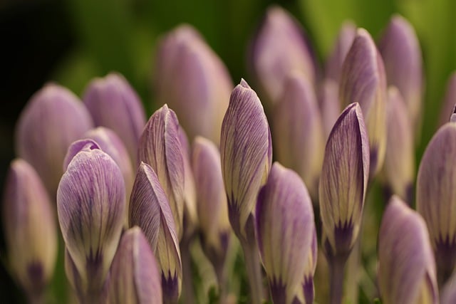 Free download flowers botany crocus free picture to be edited with GIMP free online image editor