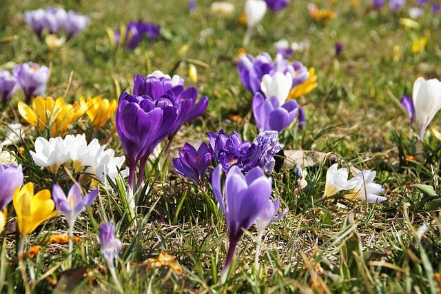 Free download flowers botany crocuses spring free picture to be edited with GIMP free online image editor