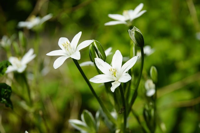 Free download flowers botany ornithogalum free picture to be edited with GIMP free online image editor